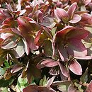 Helleborus ×ericsmithii Candy Love