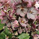 Helleborus ×ericsmithii Coseh 710