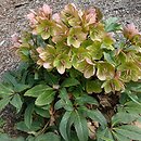 Helleborus ×ericsmithii Coseh 730