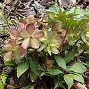 Helleborus ×ericsmithii Coseh 860