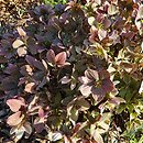 Helleborus ×ericsmithii Pirouette