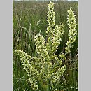 Veratrum album s.str. (ciemiężyca biała)
