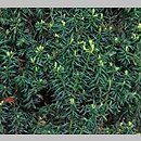 Taxus baccata Fastigiata