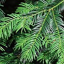Taxus baccata Dovastoniana