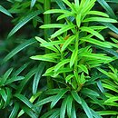Taxus baccata Fastigiata Aureomarginata