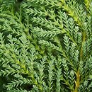 Chamaecyparis pisifera (cyprysik groszkowy)