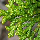 Chamaecyparis obtusa (cyprysik tępołuskowy)