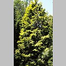 Chamaecyparis obtusa Aurea