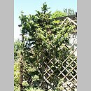 Chamaecyparis obtusa Gimborn's Beauty