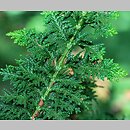 Chamaecyparis obtusa Draht