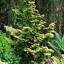 Chamaecyparis obtusa Rashahiba