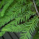 Taxodium distichum (cypryśnik błotny)