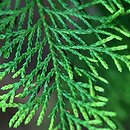 ×Cupressocyparis leylandii (cyprysowiec Leylanda)