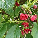 Schisandra (cytryniec)