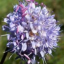 Succisa pratensis (czarcikęs łąkowy)