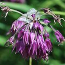 Allium cyathophorum var. farreri (czosnek Ferrera)