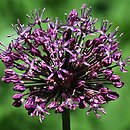 Allium stipitatum (czosnek turkiestański)