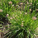 Allium hort. Millenium