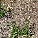 Allium hort. Sugar Melt