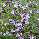 Clinopodium nepeta (klinopodium kocimiętkowate)