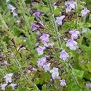 Clinopodium nepeta Marvelette Blue