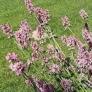 Betonica officinalis Pink Cotton Candy