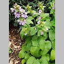 Betonica macrantha (czyściec wielkokwiatowy)
