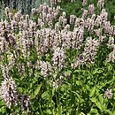 Stachys Summer Crush