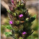 Betonica hirsuta