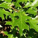 Quercus palustris (dąb błotny)