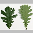 Quercus frainetto (dąb węgierski)