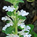 Ajuga reptans Alba