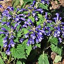 Ajuga incisa