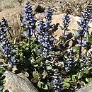 Ajuga tenorei (dąbrówka Tenora)