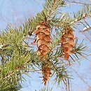 Pseudotsuga menziesii (daglezja zielona)
