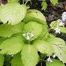Hydrangea caerulea