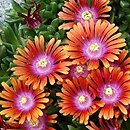 Delosperma Fire Spinner