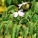 Cornus kousa ssp. chinensis White Duster