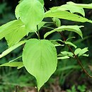 Cornus alba Aurea