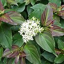 Cornus pumila (dereń karłowy)