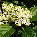 Cornus sericea (dereń rozłogowy)