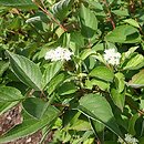 Cornus sericea Baiadeline