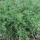 Diselma archeri