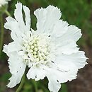 Scabiosa caucasica Miss E. Willmott