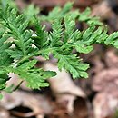 Drynaria sinica