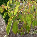 Neoshirakia japonica