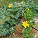 Cucurbita maxima (dynia olbrzymia)