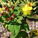 Hypericum androsaemum Coffee