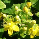 Hypericum androsaemum Pina Colada
