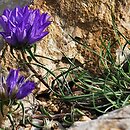 Edraianthus graminifolius (dzwonczyn trawolistny)
